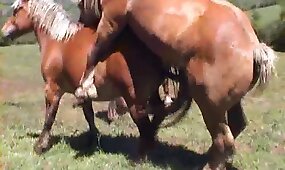 horse sex, beastiality videos