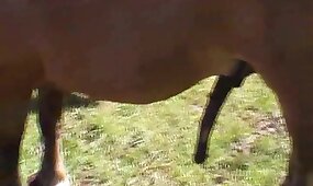 horse sex, beastiality videos