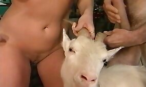 goat, zoo porn videos
