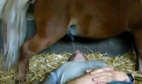 animal porn videos, bestiality sex videos