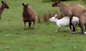 beastiality videos, kinky zoo porn