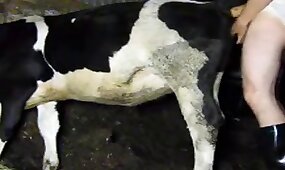 cow, zoo porn videos