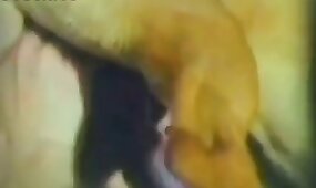 dog porn, sex with animals