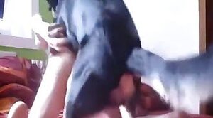 dog-porn,licking