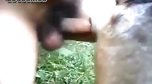dog-porn,animal-fucked