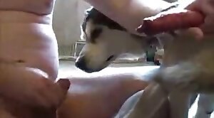 dog-porn,animal-sex