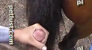 horse-porn,penis