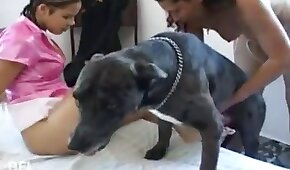 الجنس مع الكلاب,الملاعين الحيوان الفتاة