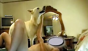 animal porn videos
