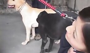 seksiä eläinten kanssa,eläimellisyyden videoita