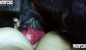 animal porn videos, sex with animals