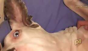 sex se psem,sex se zvířaty