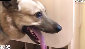 sex with animals,porn with animals