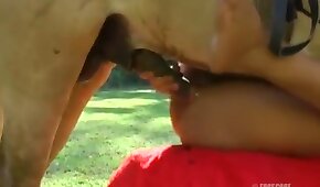 มีเพศสัมพันธ์กับสัตว์,ความเป็นสัตว์ของม้า