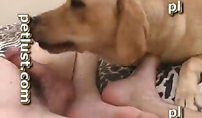 horny,dog sex