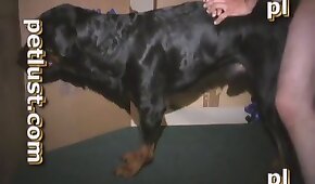 dog sex,porn with animals