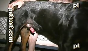 análne zvieracie porno,psieho sexu