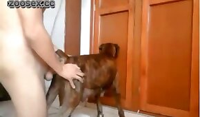 bestiality videos,porn with animals