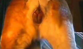 dog sex,fucking with animals