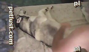 hardcore animal porn,animal porn videos