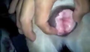 gape,beastiality porn