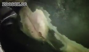 입을 크게 벌리다,동물원 섹스 포르노