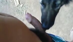 dog sex,sex with animals